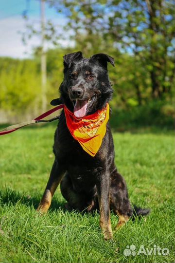 Отдам в хорошие руки собаку