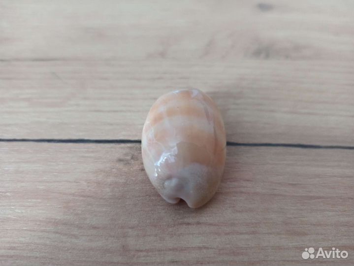 Морская раковина