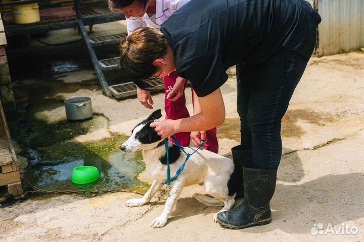 Щенок в добрые руки