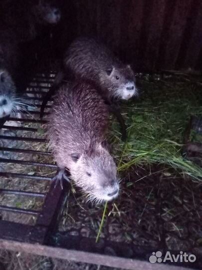 Продаю нутрий