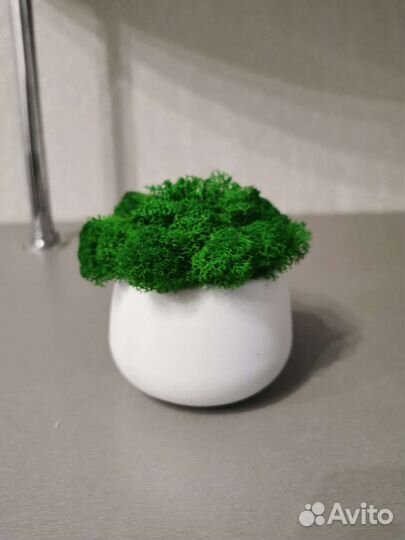 Кашпо со стабилизированным мхом