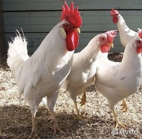 Инкубационное яйцо породистых кур