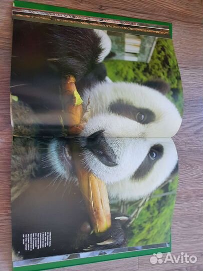 Животные: Лучшие фотографии GEO