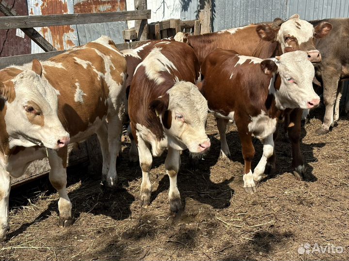 Бычки-Телята