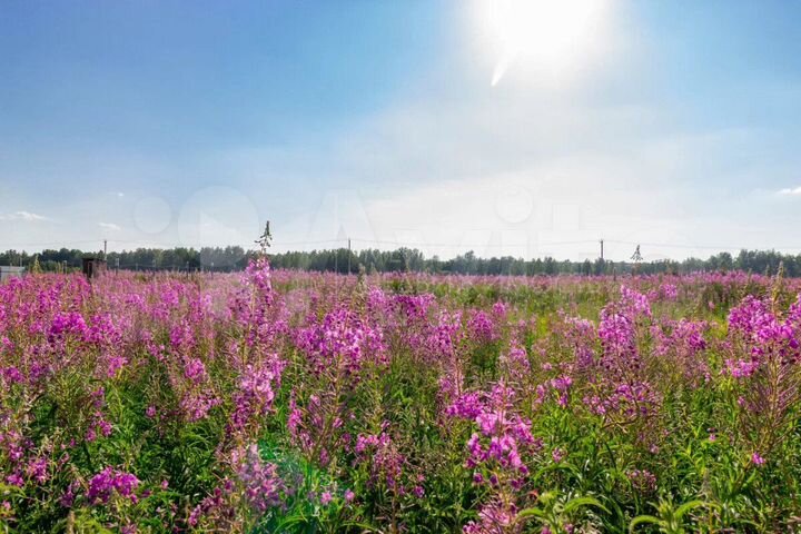 Участок 40 сот. (СНТ, ДНП)