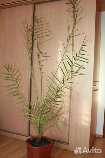 Финиковая пальма