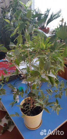 Цветы горшечные