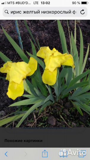 Хоста, аквилегия, первоцвет, ирис