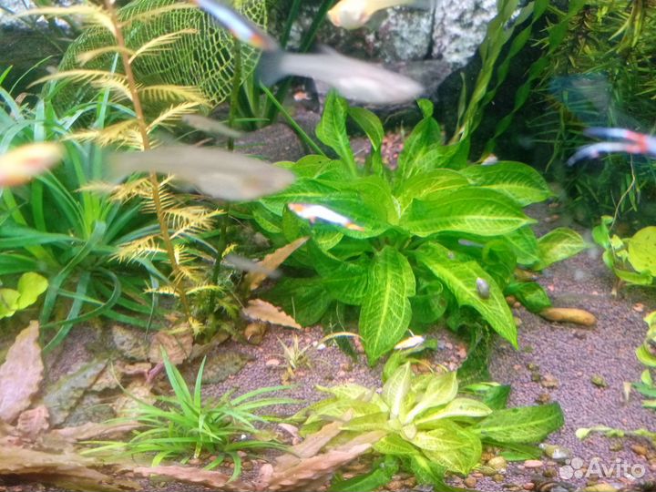 Аквариумные растения
