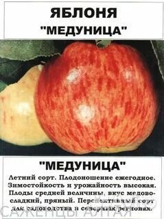 Продам яблони