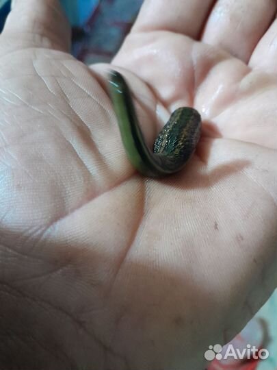 Продам пиявки