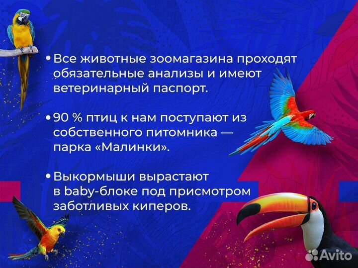 Кольчатый Гималайский попугай