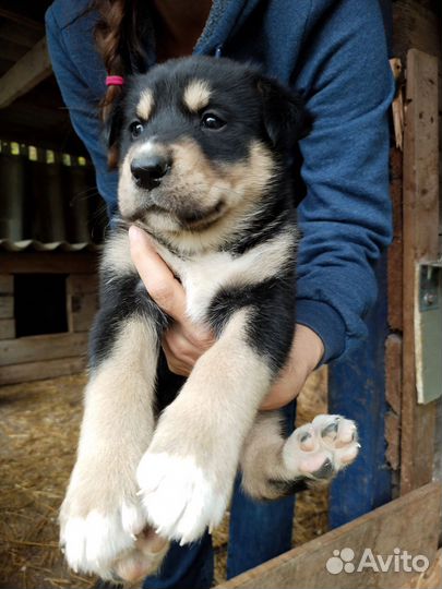 Щенки в добрые руки