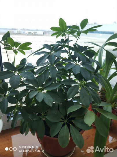 Комнатные цветы шефлера