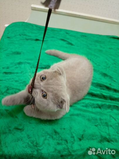 Британский котёнок