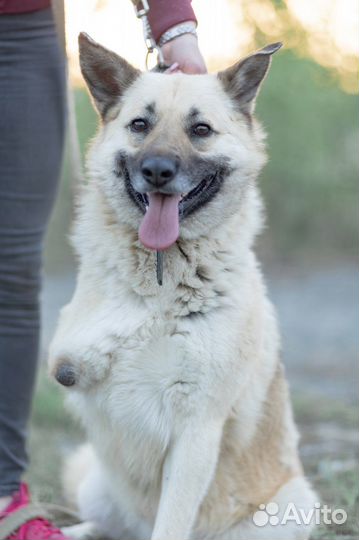 Собака в добрые руки