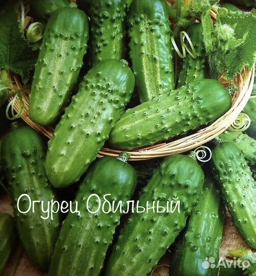 Семена домашних огурцов