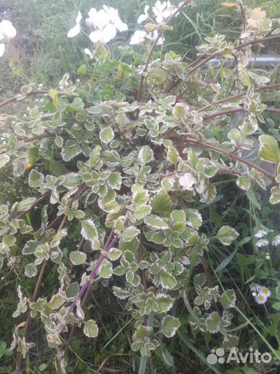 Плектрантус вариегатный