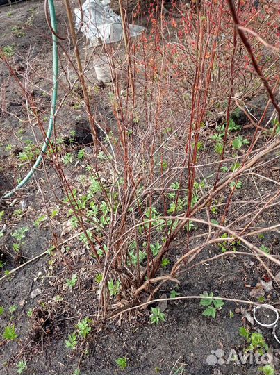 Крупномеры декоративных кустарников