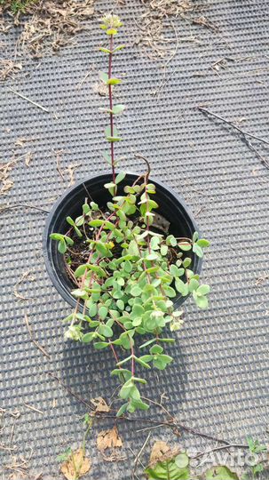 Почвопокровные растения