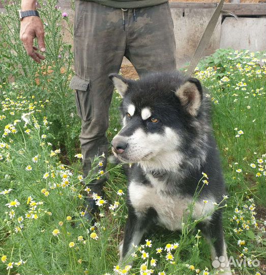 Аляскинский маламут, метис, сука
