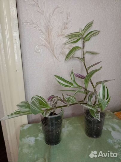 Комнатные растения