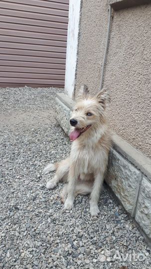 Голубоглазая собачка в добрые руки бесплатно