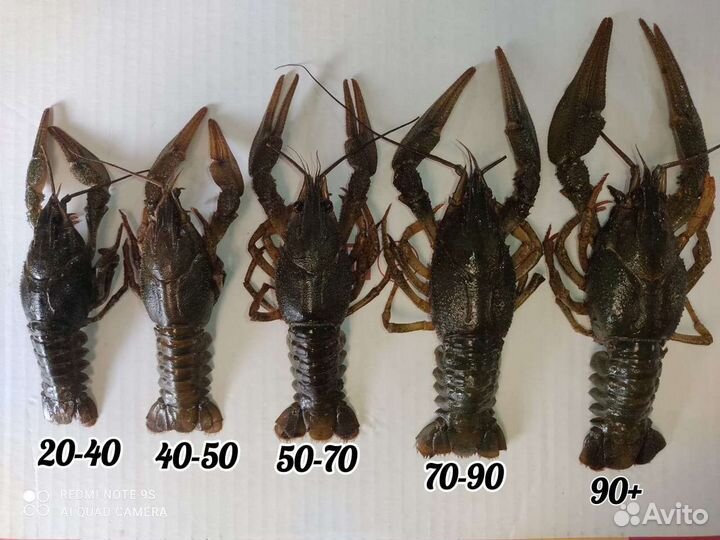 Живые и варёные раки