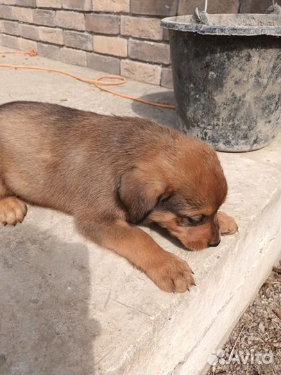 Собаки щенка бесплатно