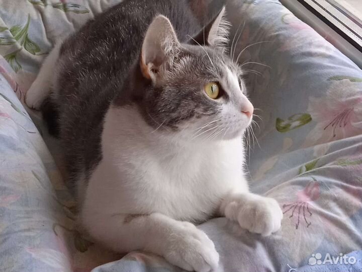 Кошечка с задумчивым взглядом