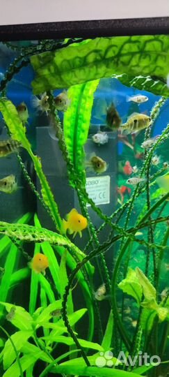 Аквариумные рыбки