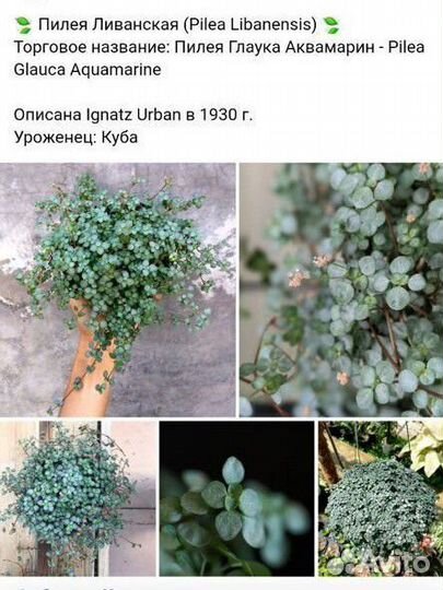 Комнатные цветы в ассортименте