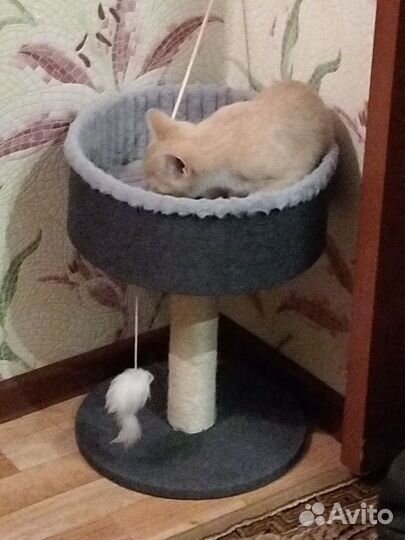 Когтеточка