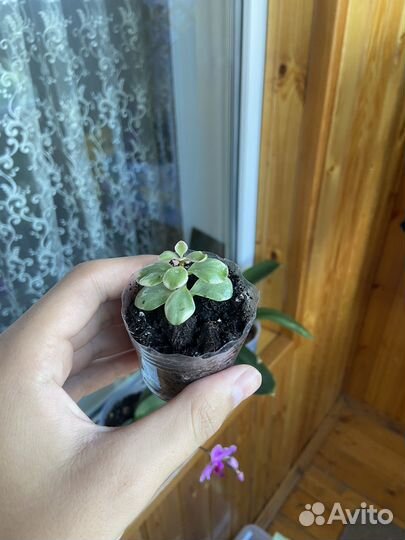 Портулакария афра вариегатная