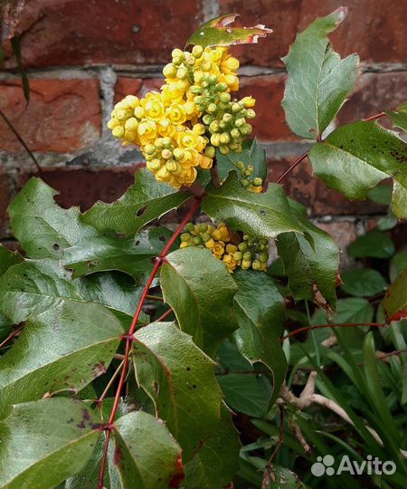 Магония падуболистная