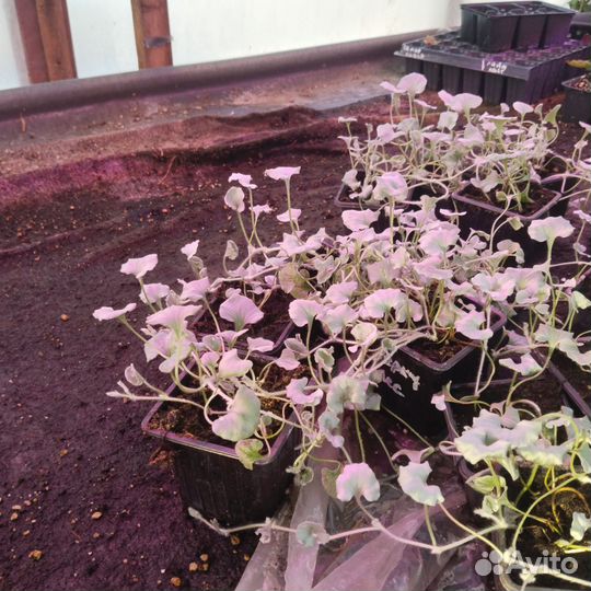 Дихондра серебристая