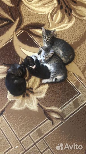 Котята в добрые руки приучены к лотку