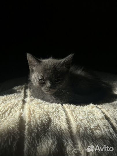 Шотладский котенок девочка