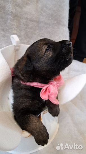 Щенки немецкой овчарки бронь