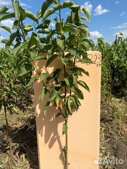 Саженцы черешни Дайбера всл-2