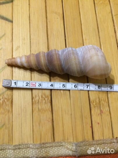 Раковины Индийский океан