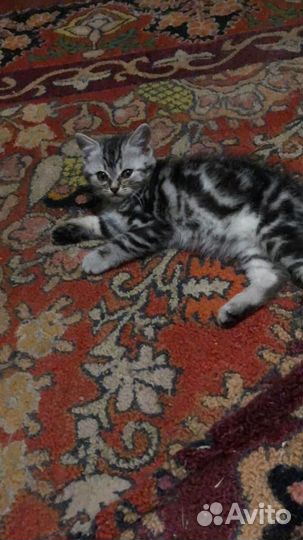 Котята мальчики от кошки крыселовки