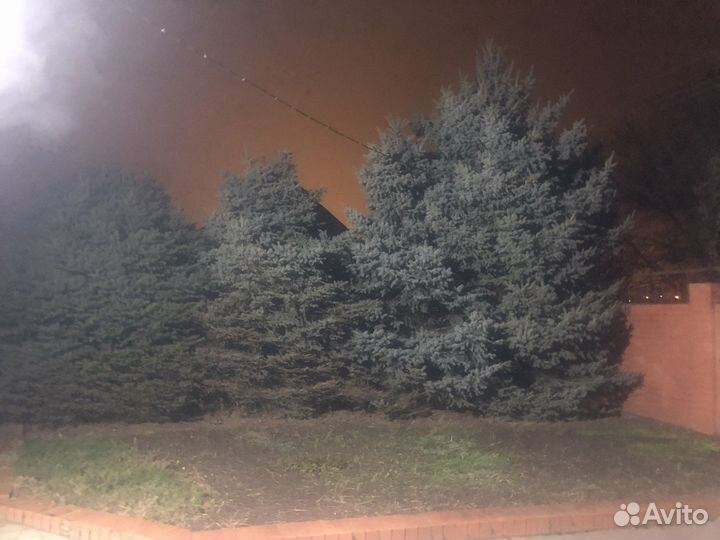 Голубые ели