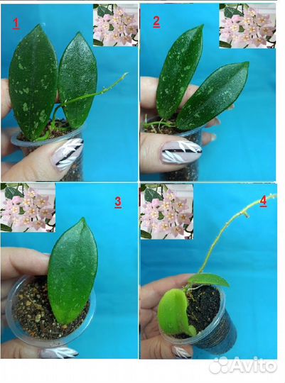 Хойи O-P-R-T-V-W Хойя