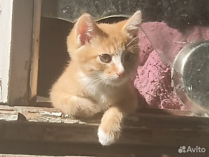 Котята в добрые руки