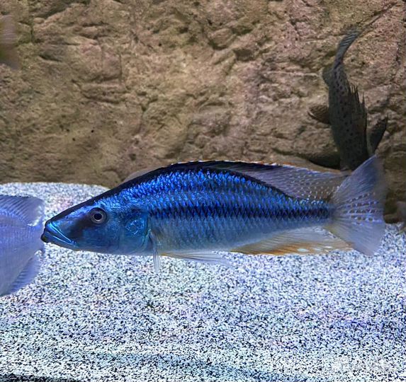 Цихлиды группы Утака