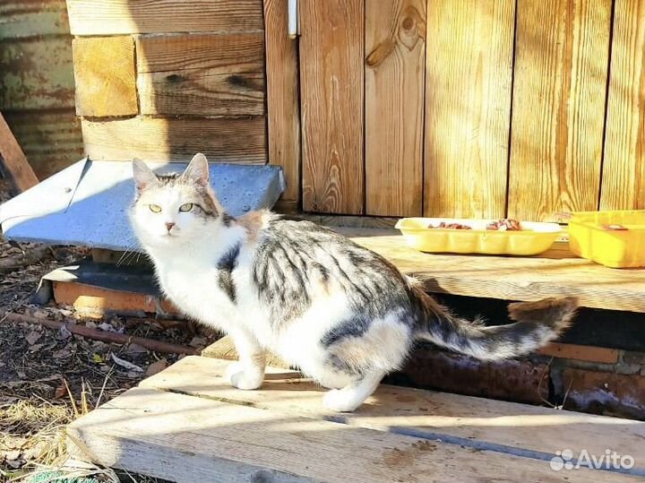 Кошечку в добрые руки