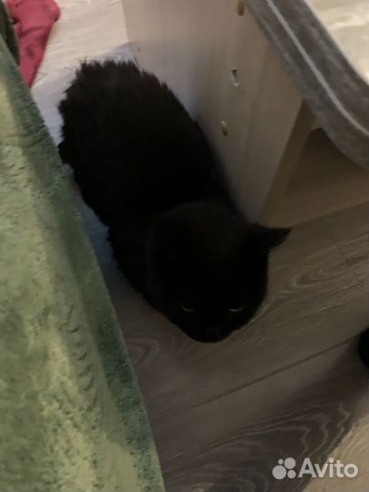 Кот