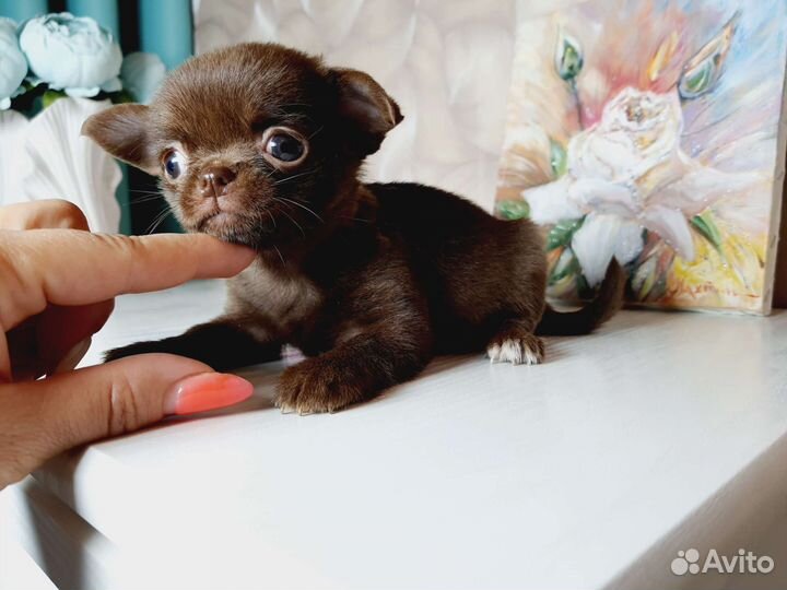 Девочка супер мини