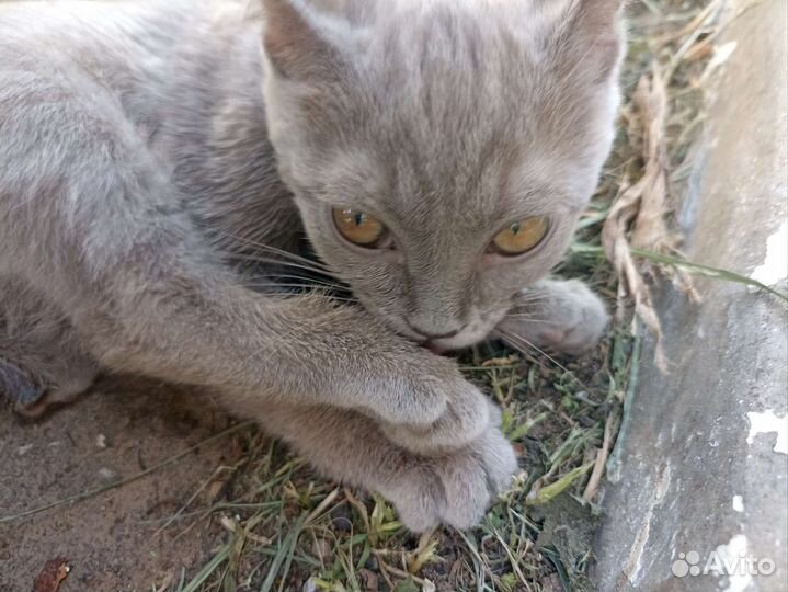 Отдам котëнка